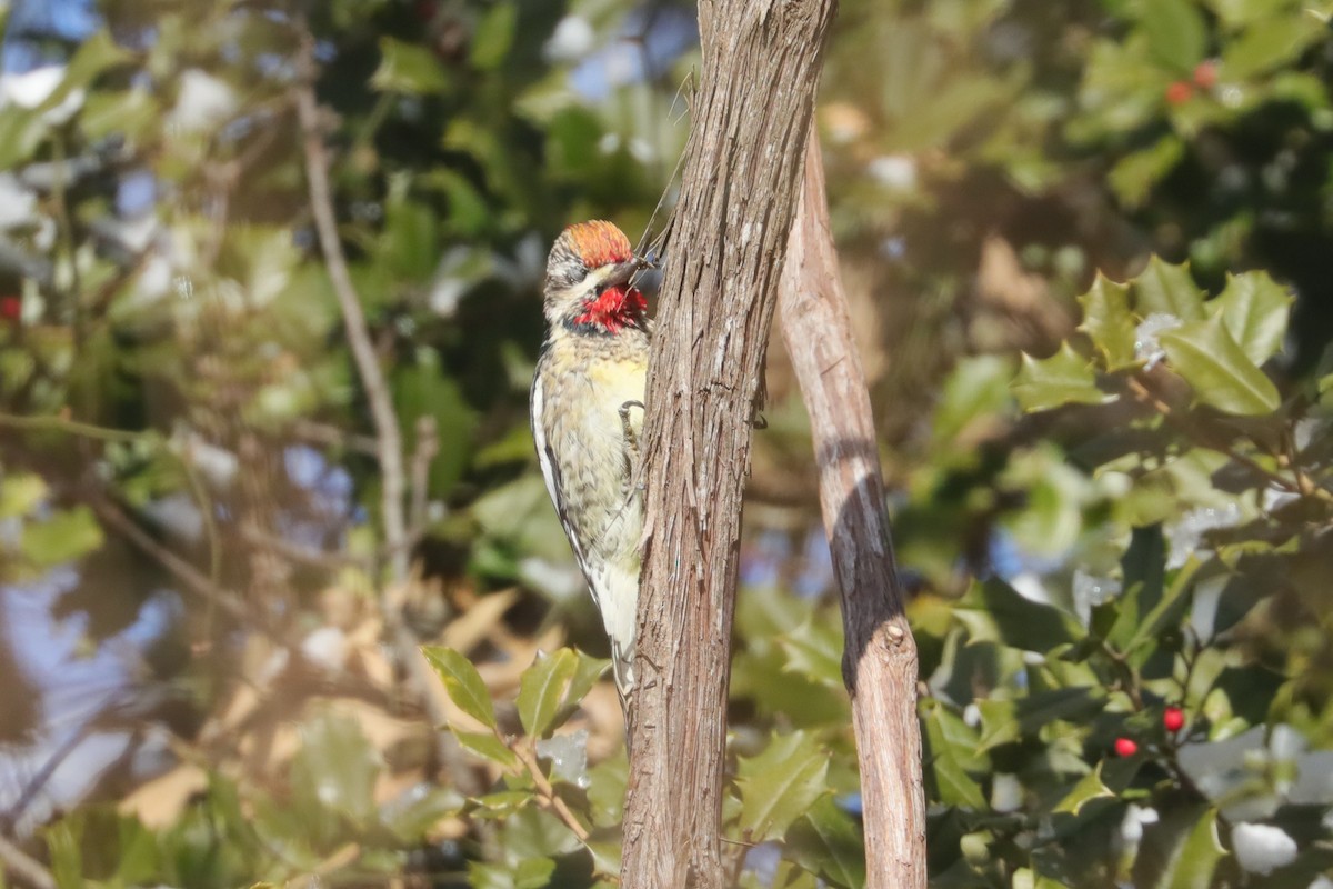 Yellow-bellied Sapsucker - ML647033911