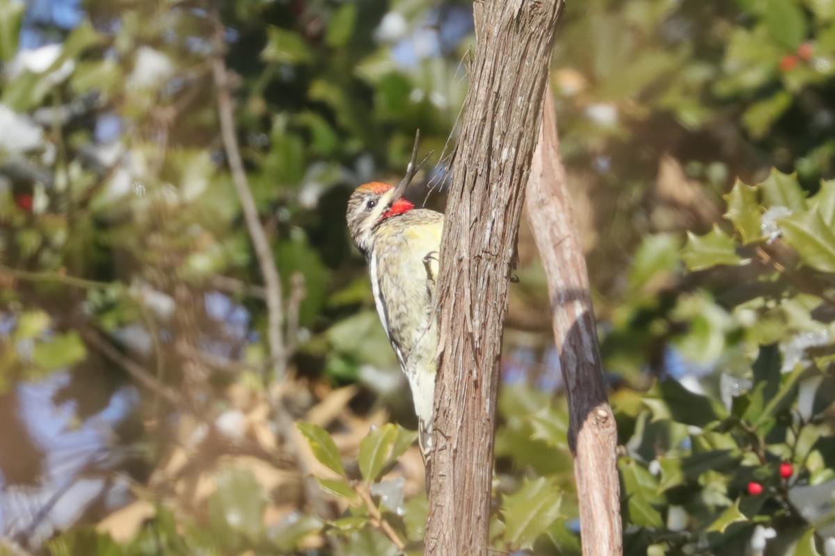 Yellow-bellied Sapsucker - Joshua Gant