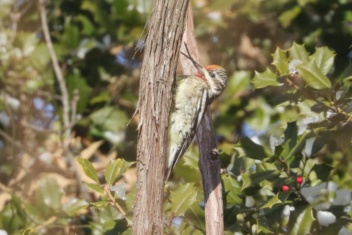 Yellow-bellied Sapsucker - ML647033913