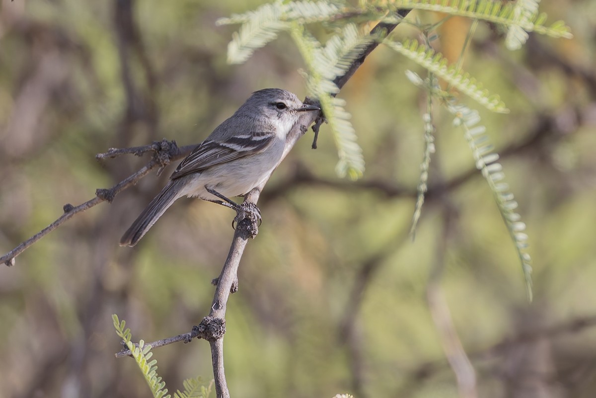 White-crested Tyrannulet - ML647033918