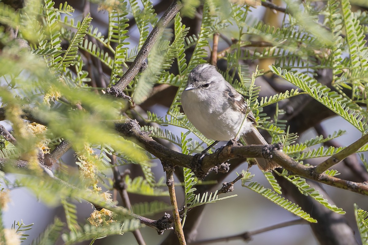 White-crested Tyrannulet - ML647033919