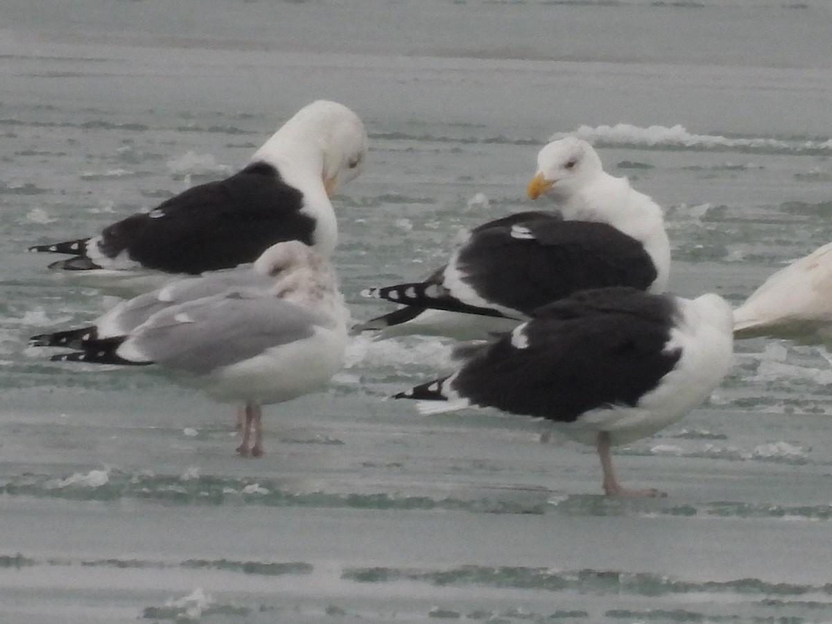 Great Black-backed Gull - ML647033923