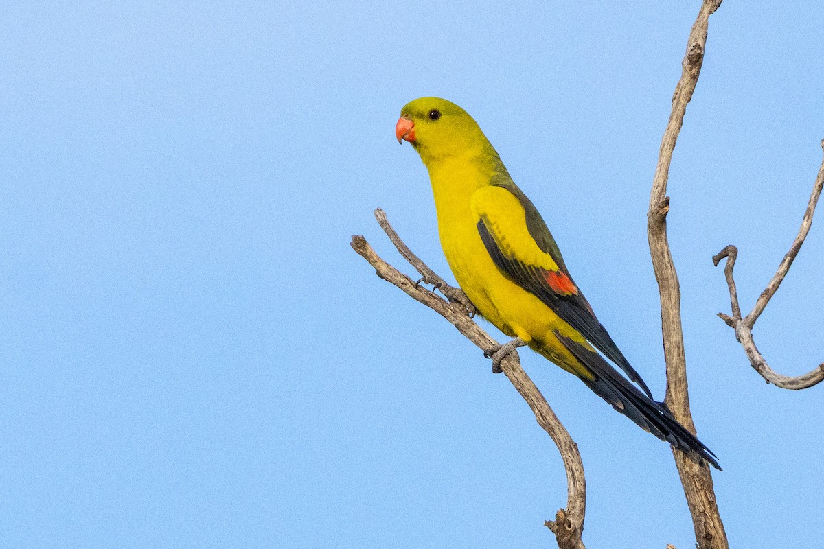 Regent Parrot - ML647033930