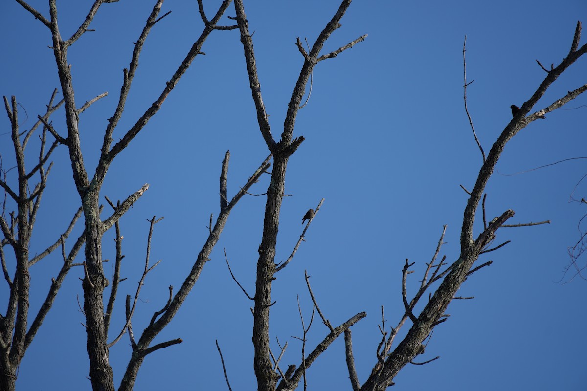 Braunkopf-Kuhstärling - ML647033940