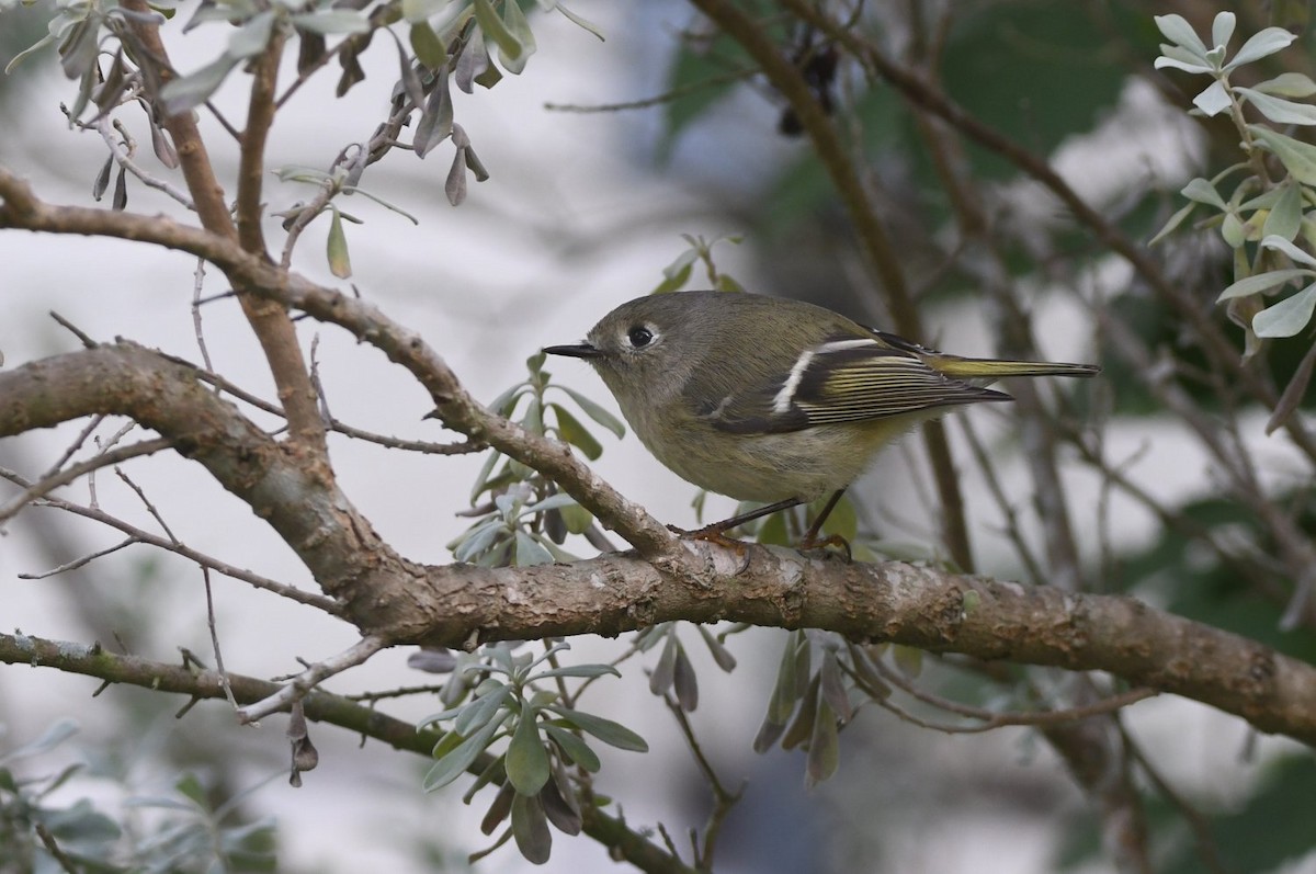 Ruby-crowned Kinglet - ML647033942