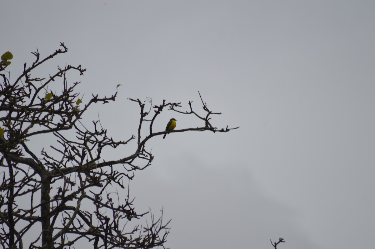 Social Flycatcher - ML647033948