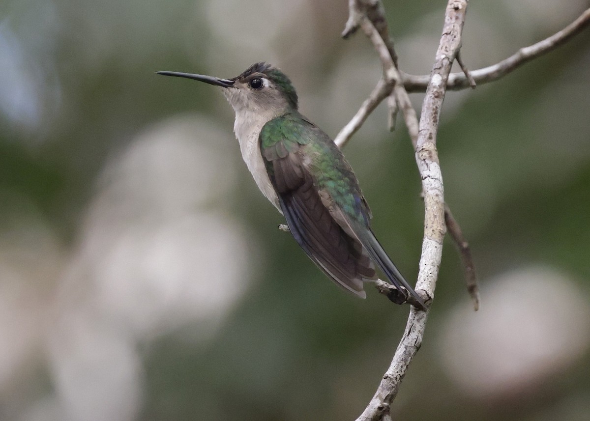 Blaukron-Degenflügel - ML647033950