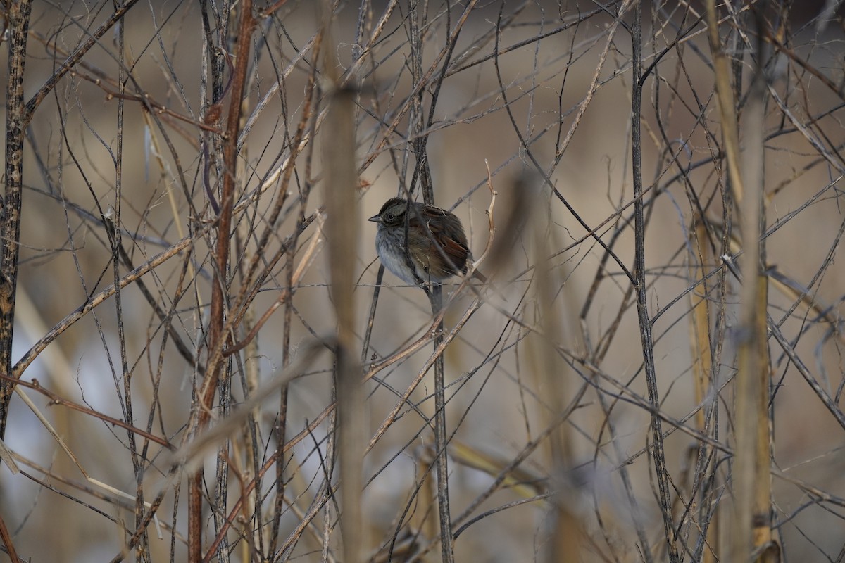 Swamp Sparrow - ML647033951