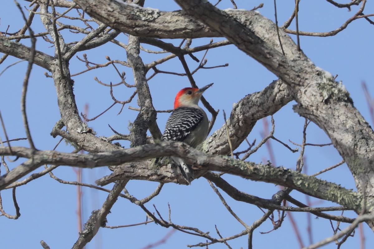 Red-bellied Woodpecker - ML647033959