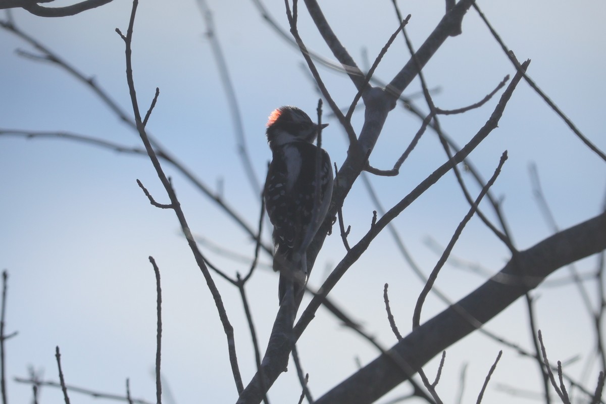Downy Woodpecker (Eastern) - Joshua Gant
