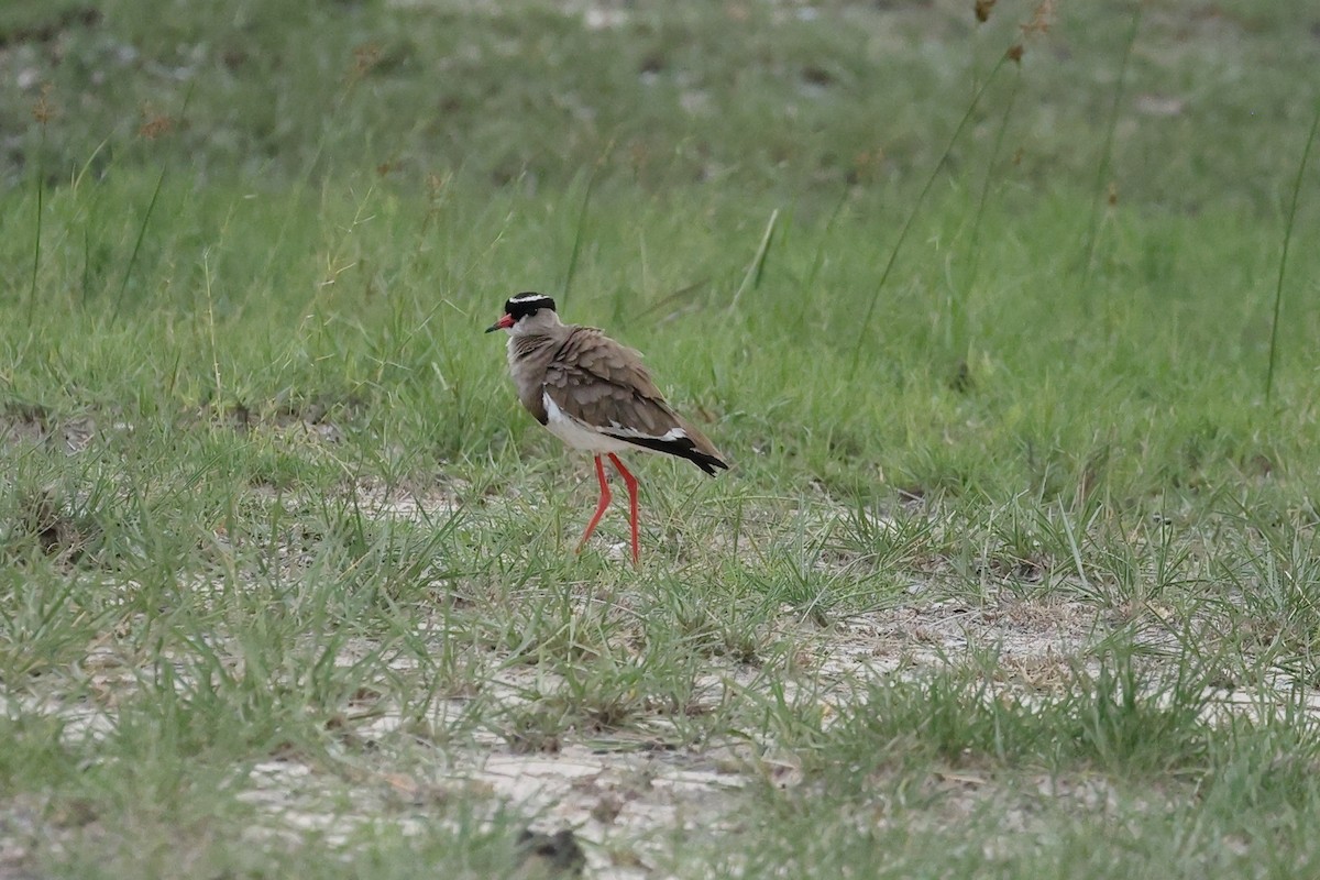 Crowned Lapwing - ML647033961