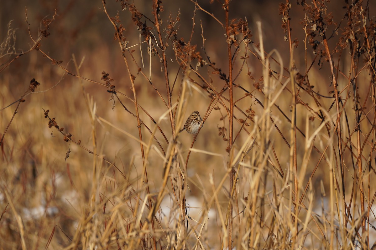 Song Sparrow - ML647033963