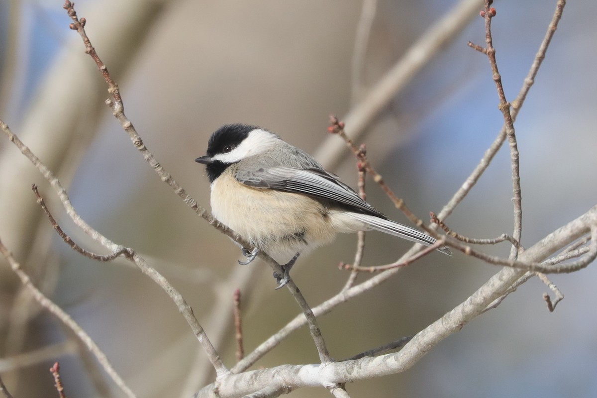 Carolina Chickadee - ML647033966