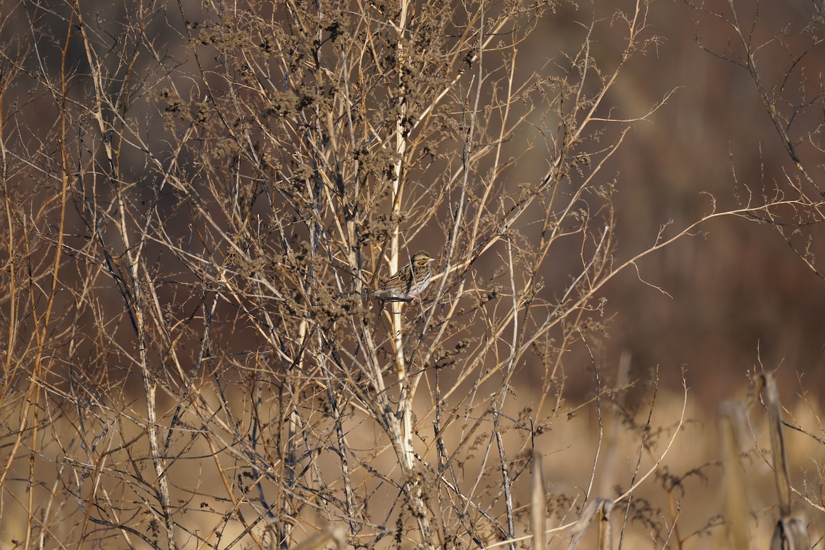 Savannah Sparrow - ML647033968
