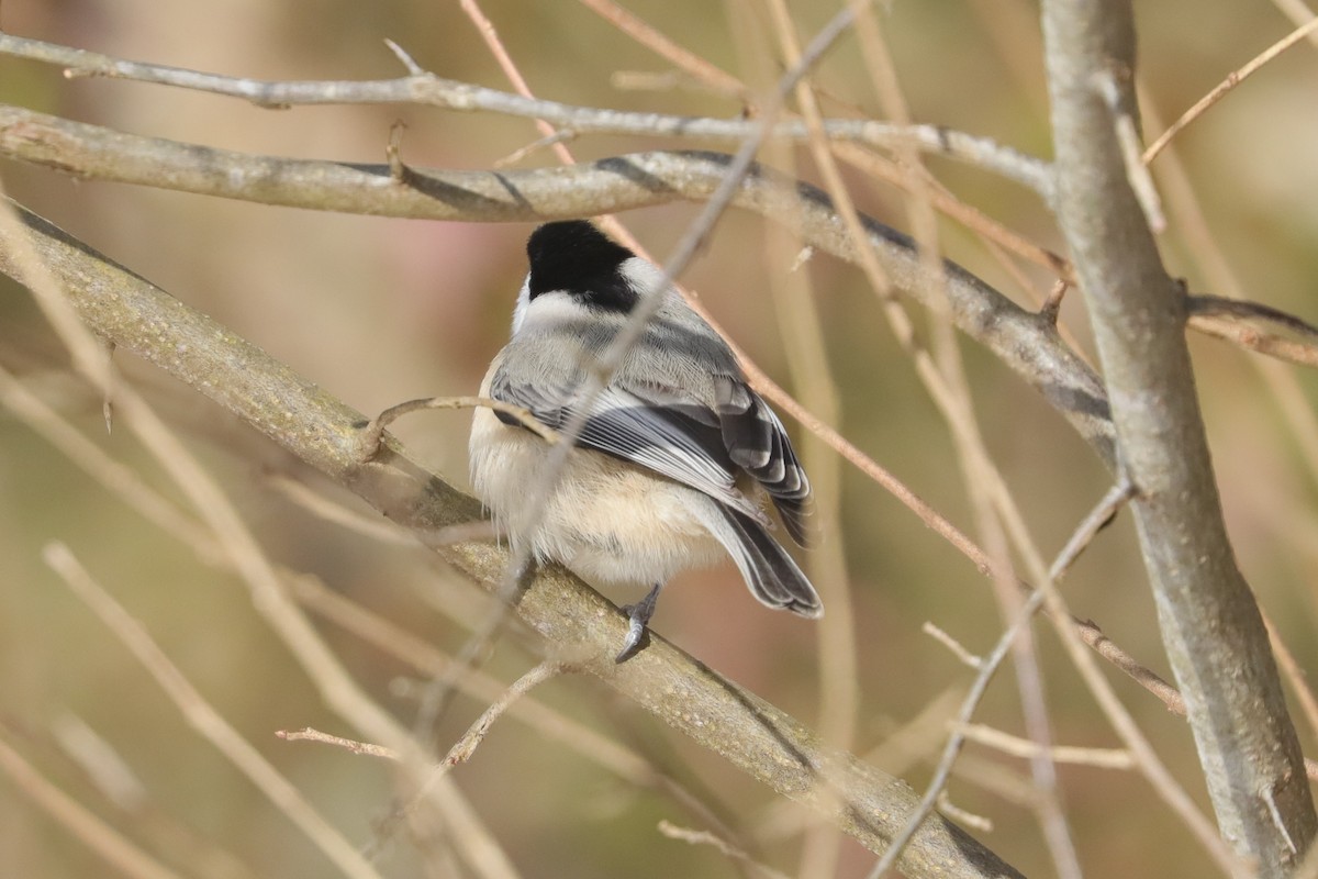 Carolina Chickadee - ML647033971
