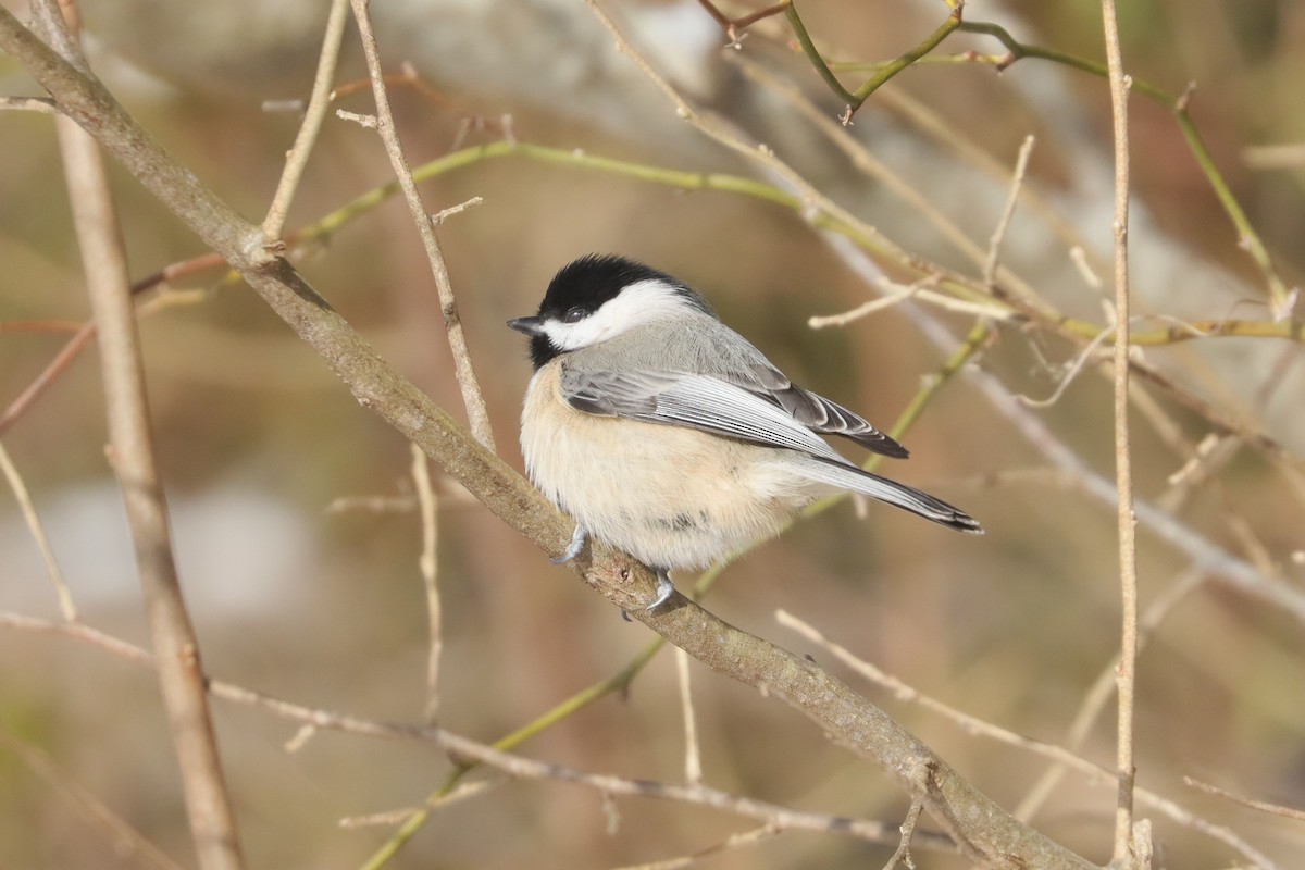 Carolina Chickadee - ML647033972
