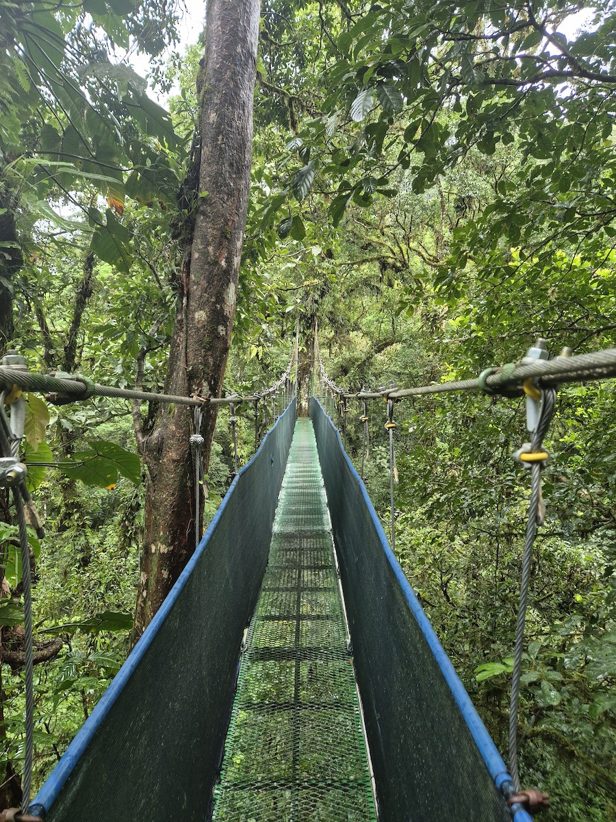 Las Heliconias Lodge and hanging bridges - Alajuela, Costa Rica ...