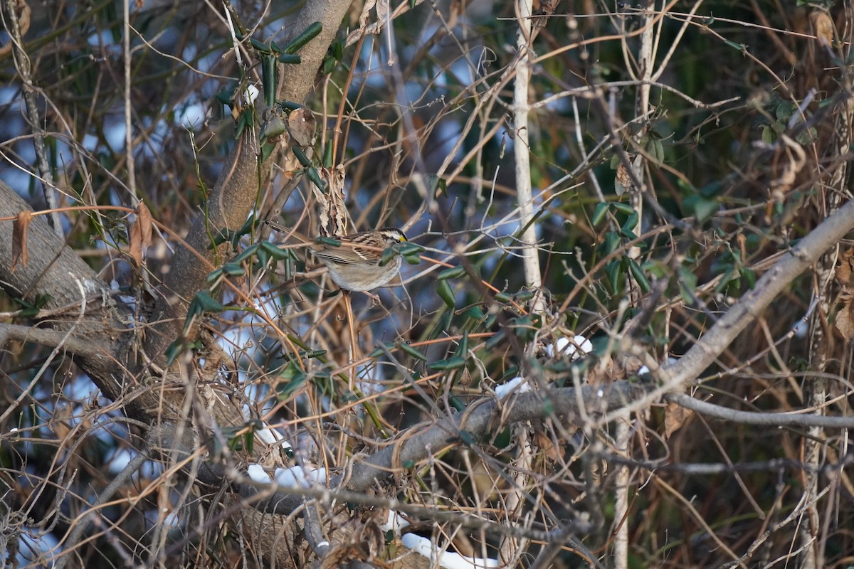 White-throated Sparrow - ML647033982