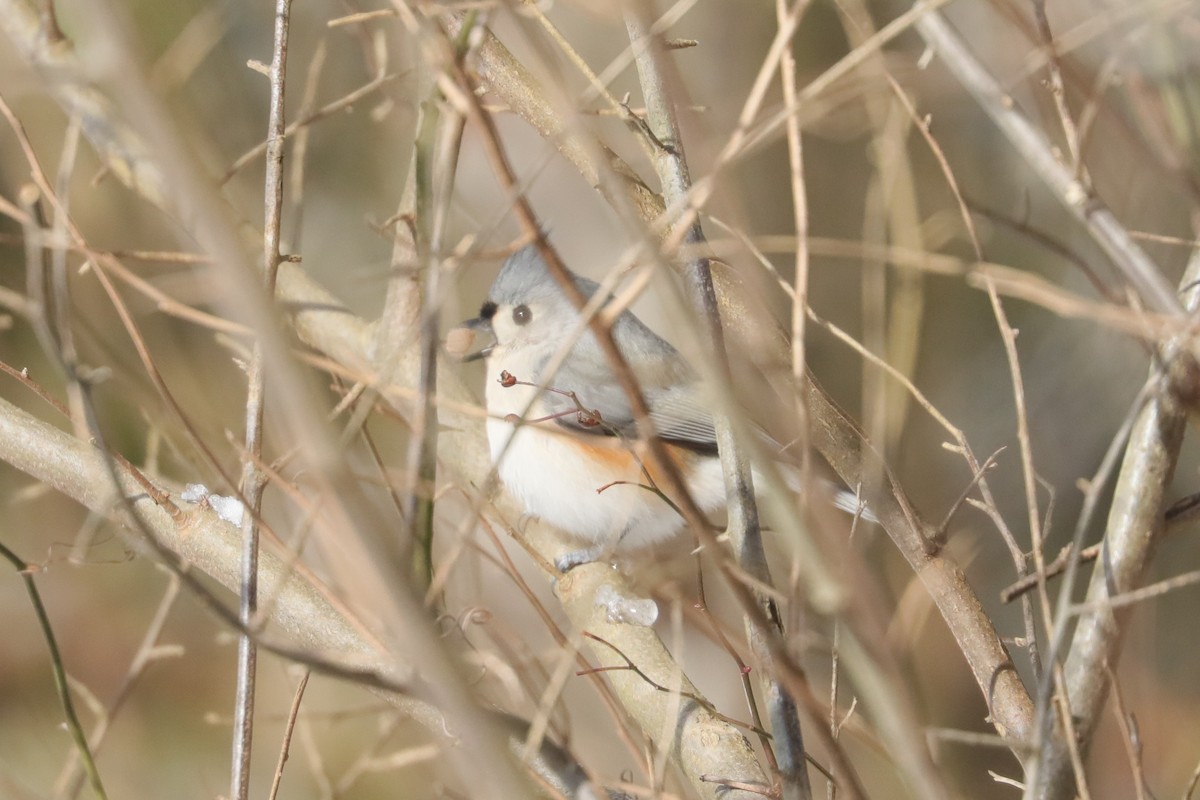 Tufted Titmouse - ML647033986