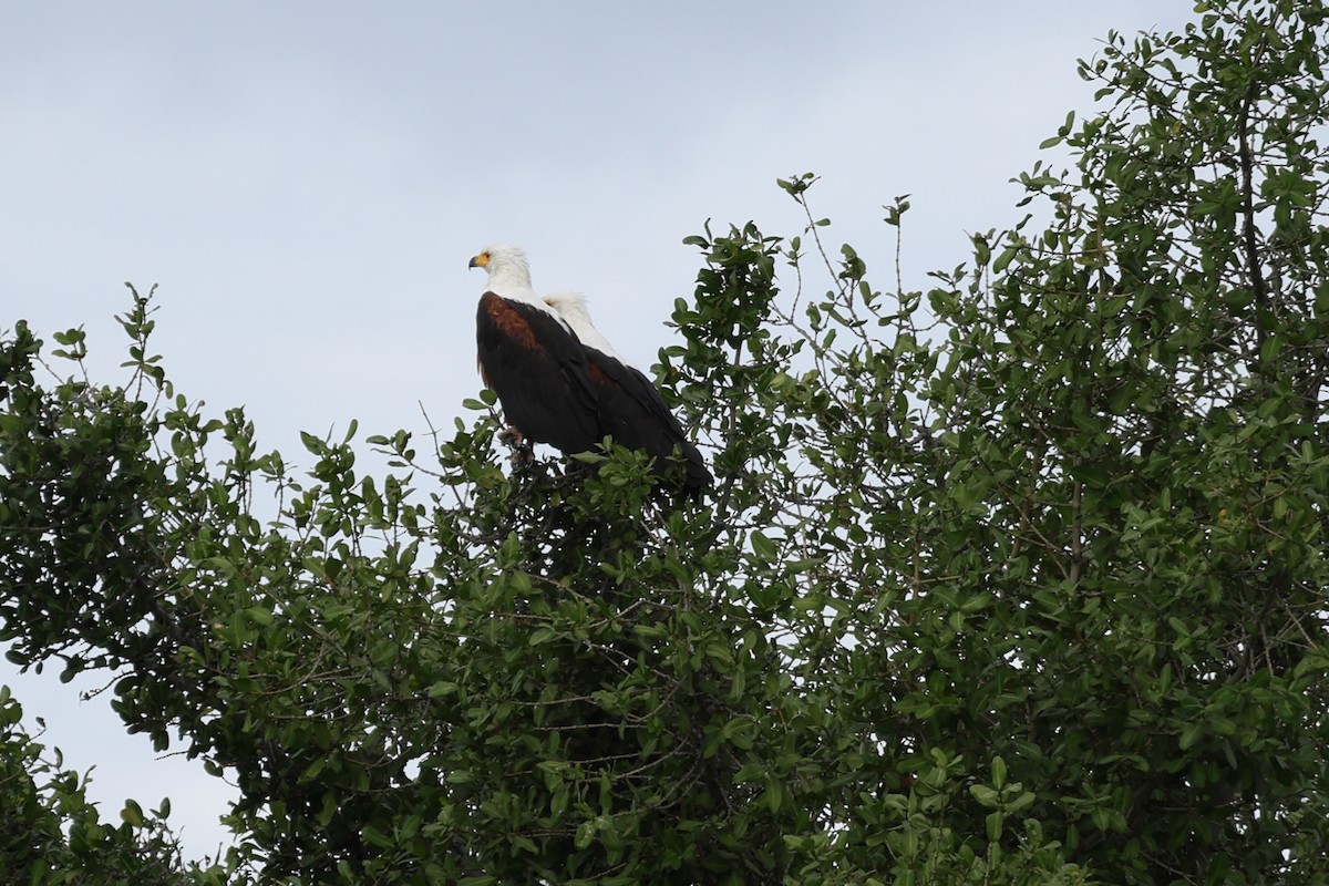 flodørn - ML647033988