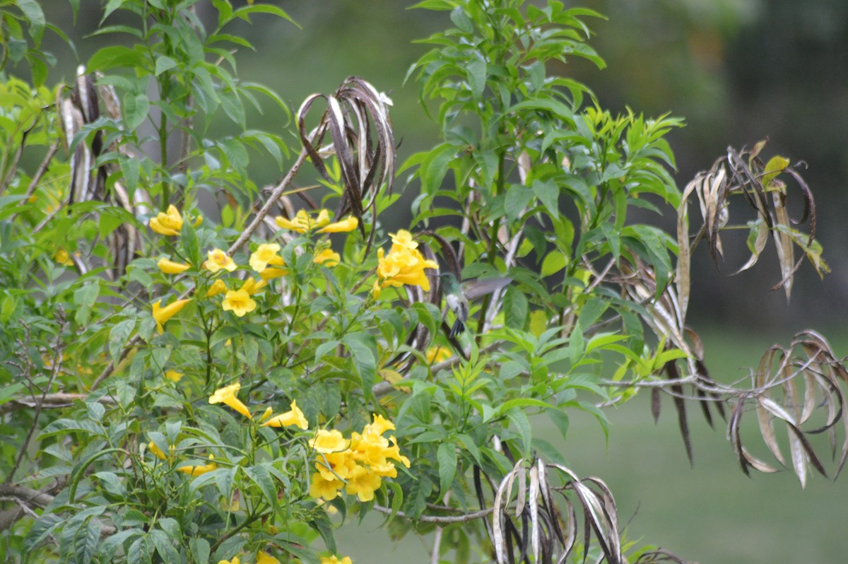 Snowy-bellied Hummingbird - ML647033989