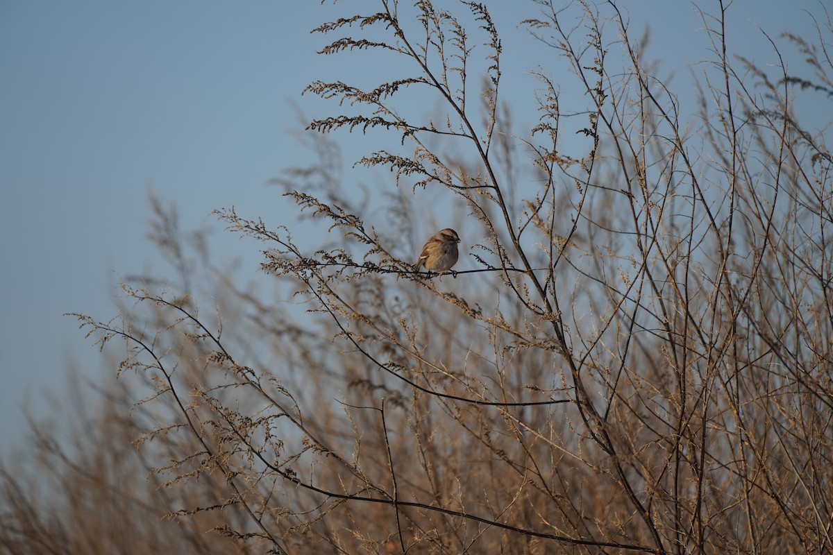 American Tree Sparrow - ML647033990