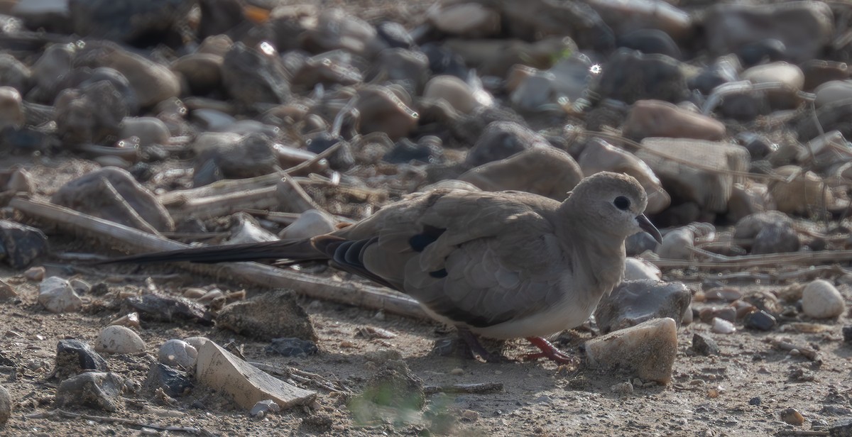 Namaqua Dove - ML647033991