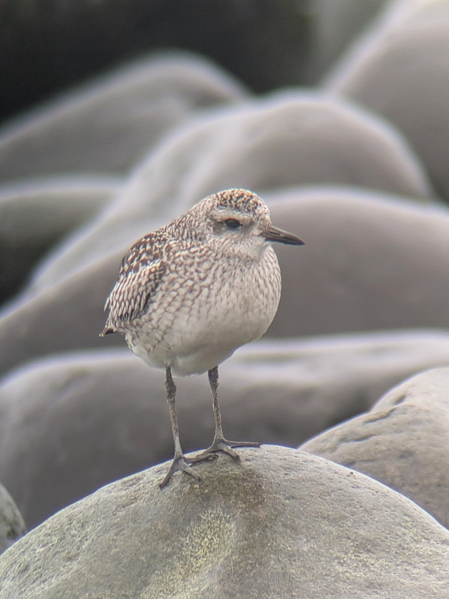 Gümüş Yağmurcun - ML647033994