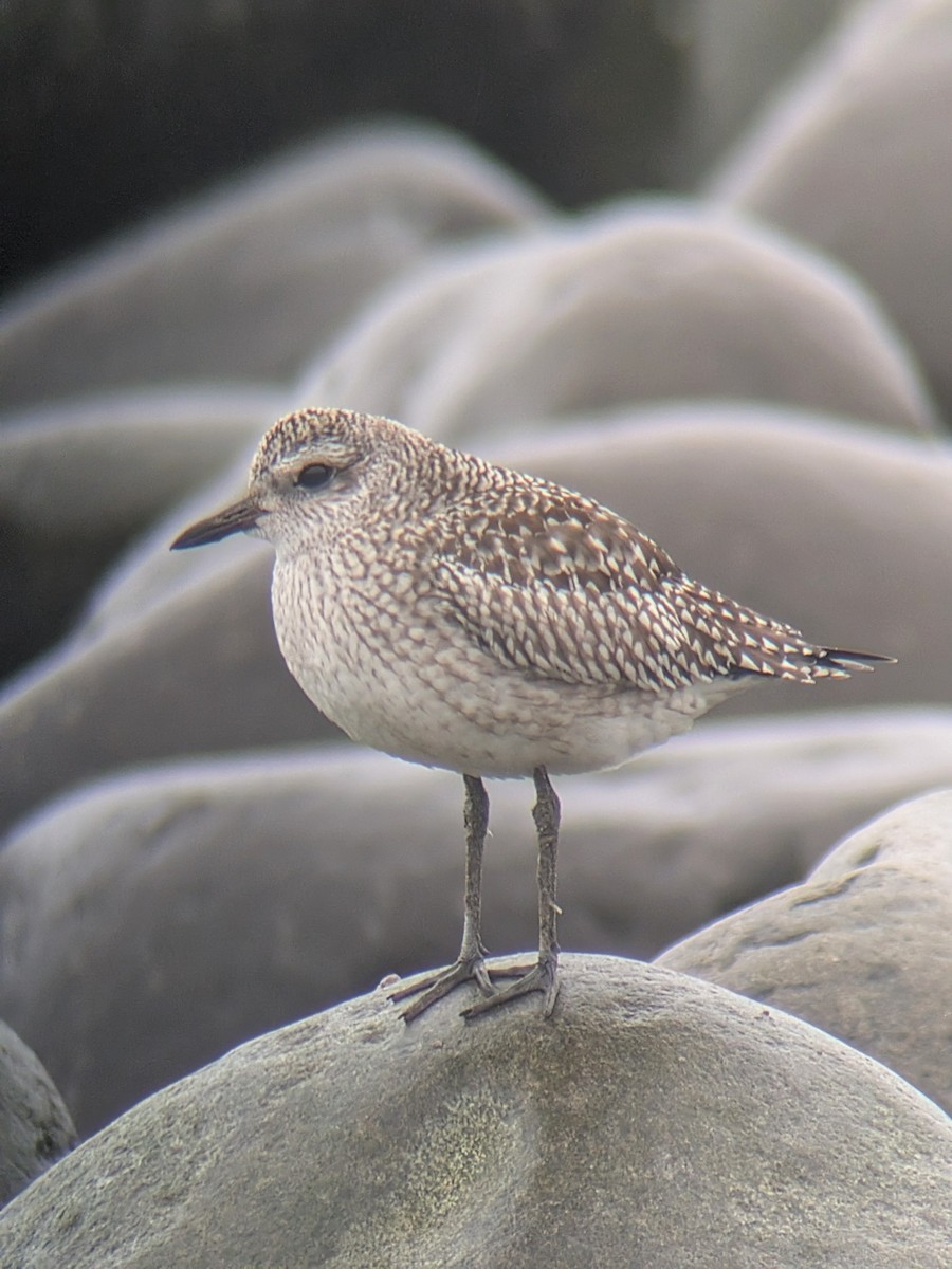 Gümüş Yağmurcun - ML647033995