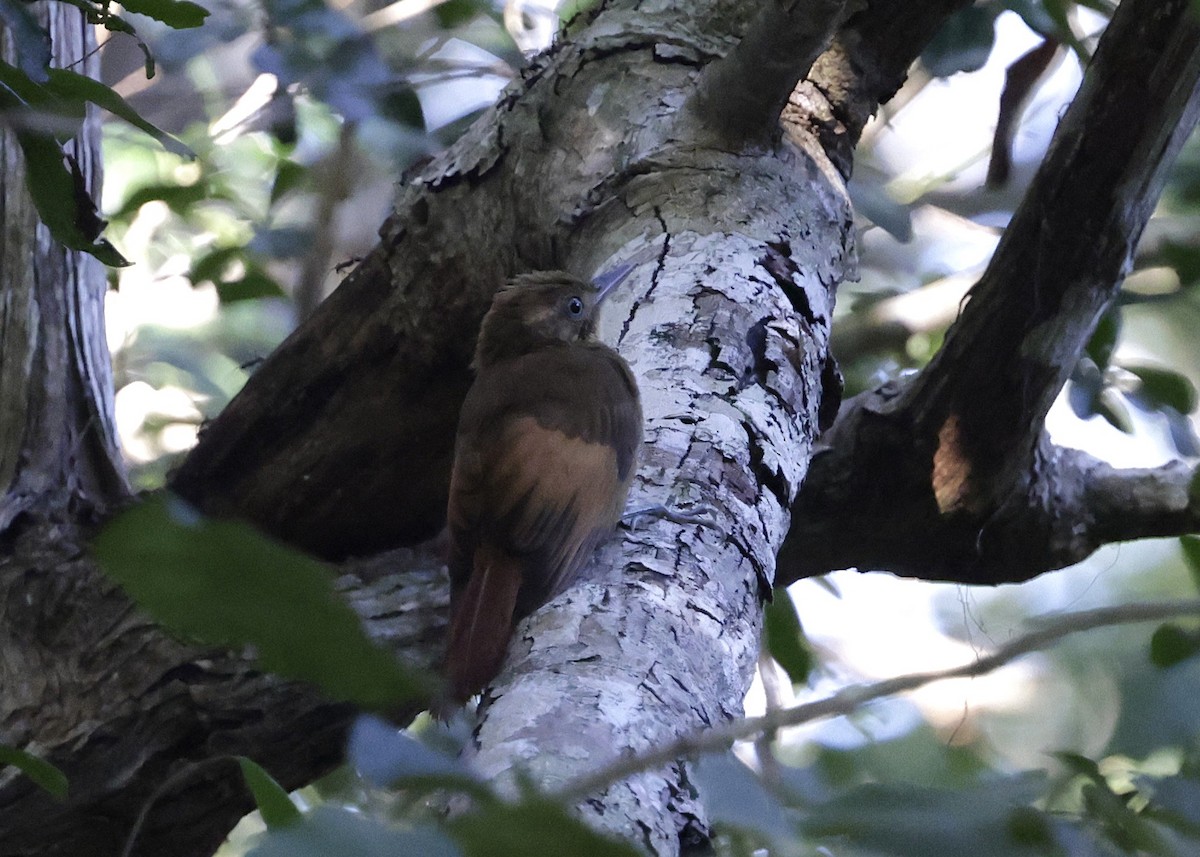 Tawny-winged Woodcreeper - ML647033997