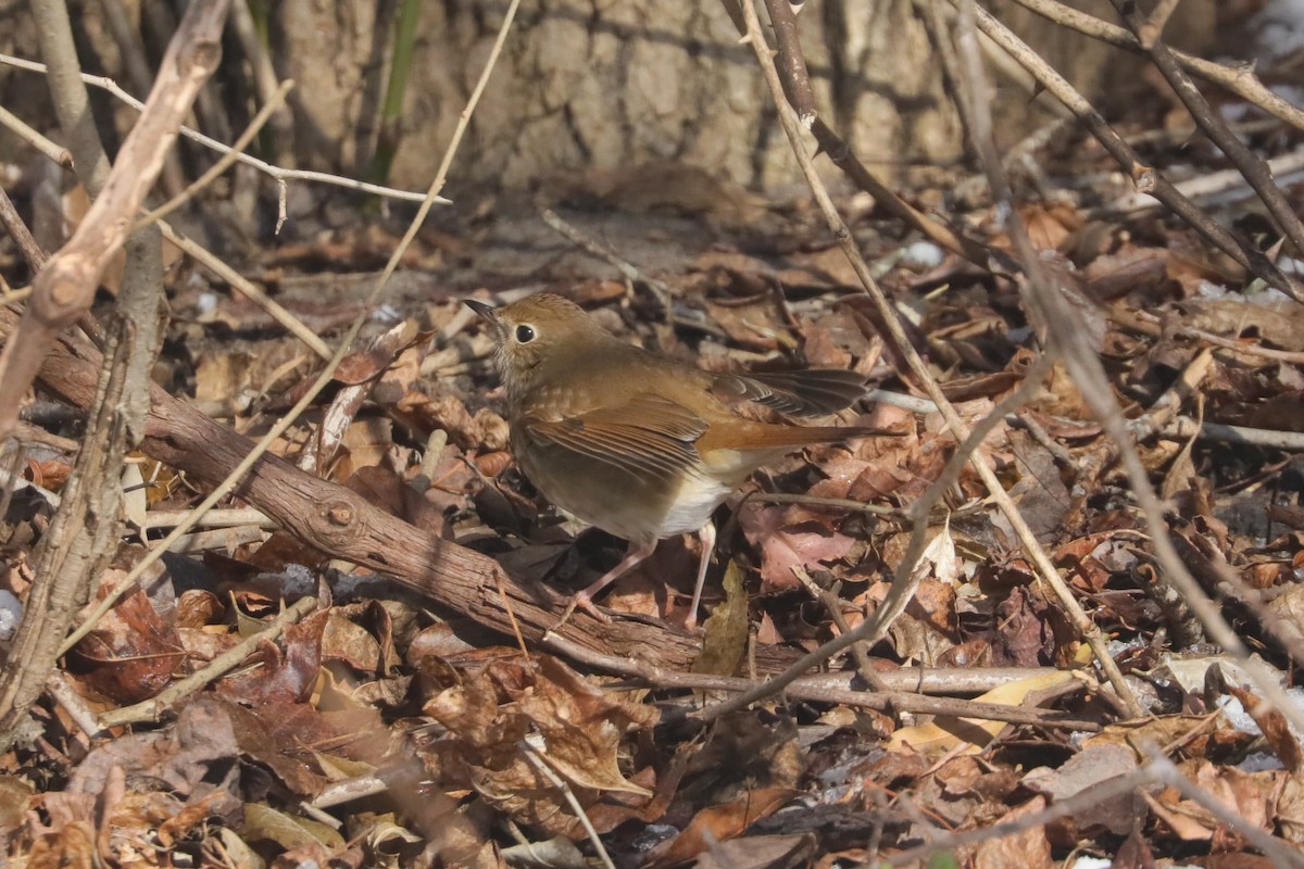 Hermit Thrush (faxoni/crymophilus) - ML647034002