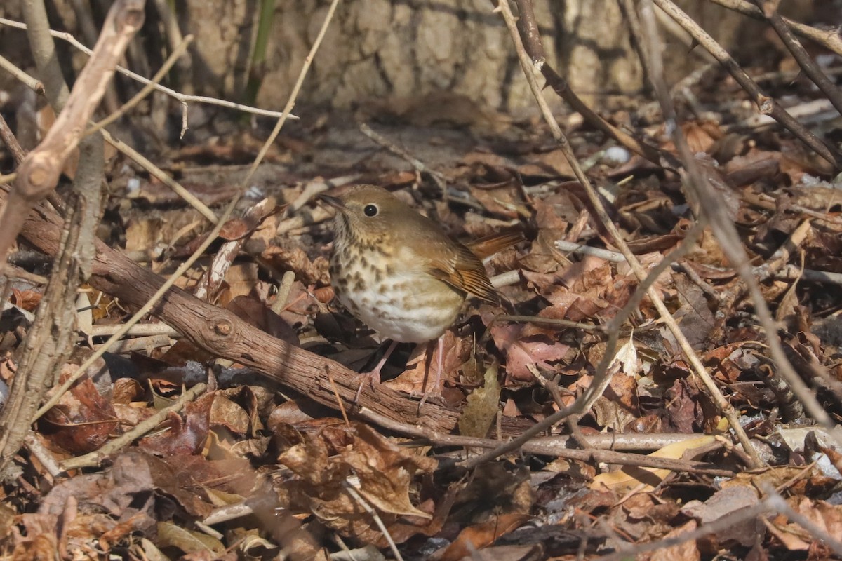 Hermit Thrush (faxoni/crymophilus) - ML647034003