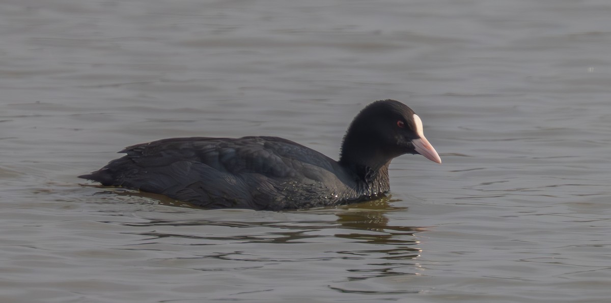 Eurasian Coot - ML647034004