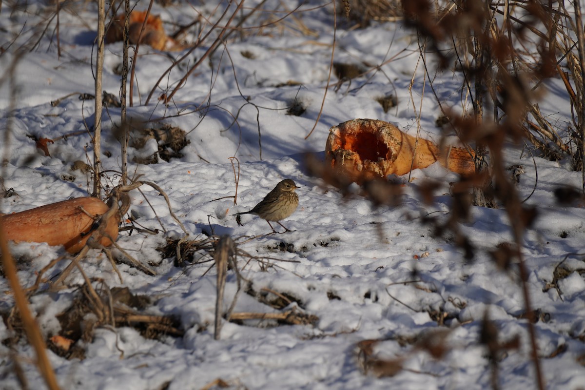American Pipit - ML647034007
