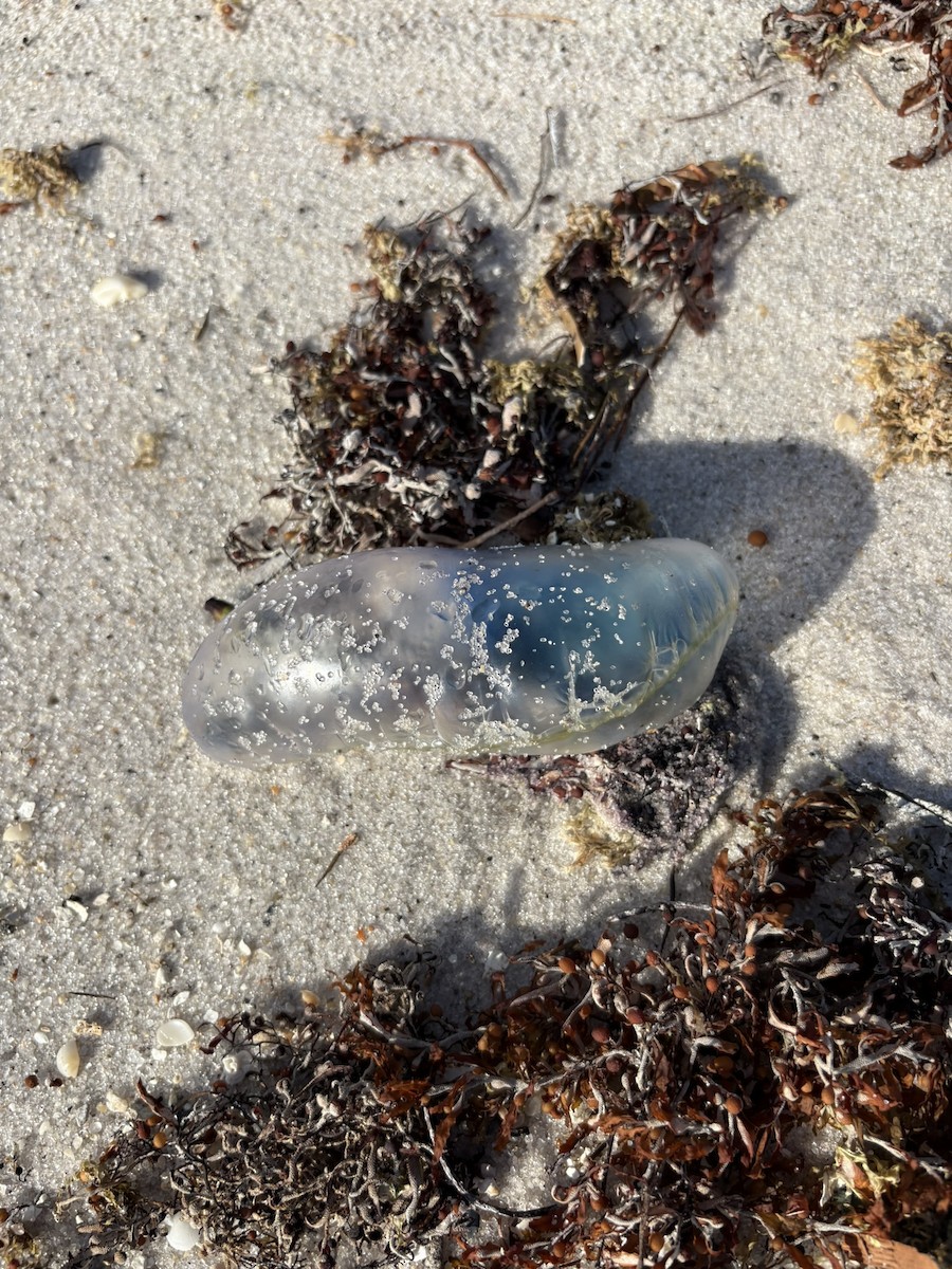 Cnidarians - ML647034013