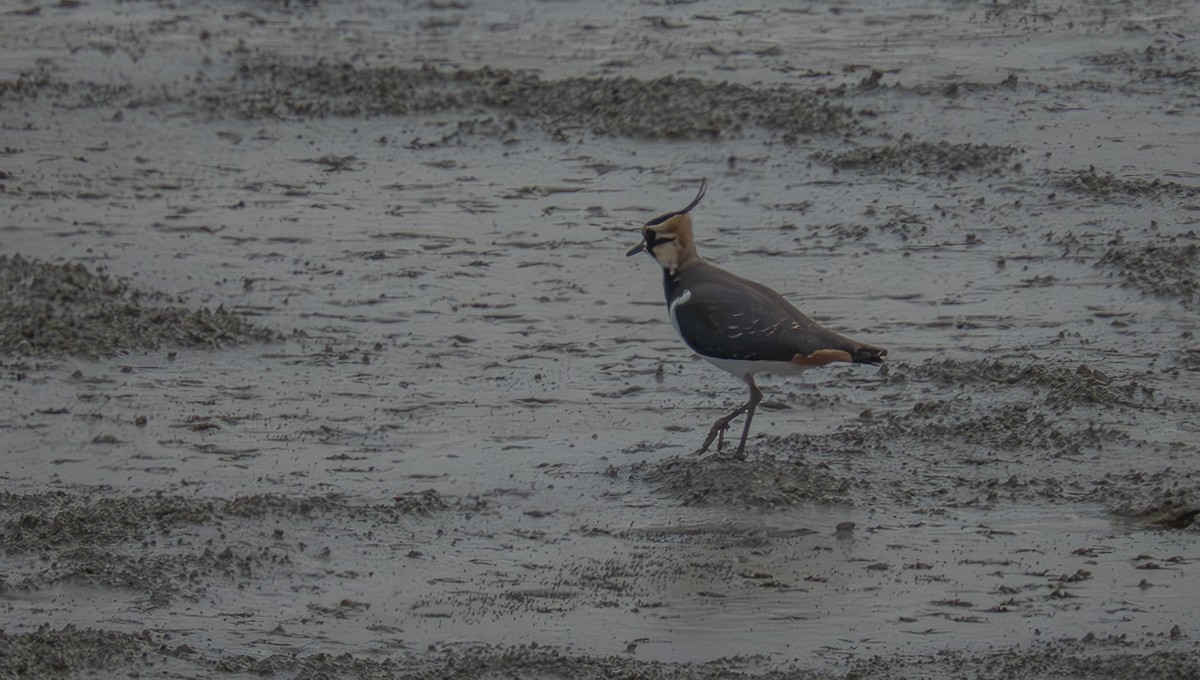 Northern Lapwing - ML647034015