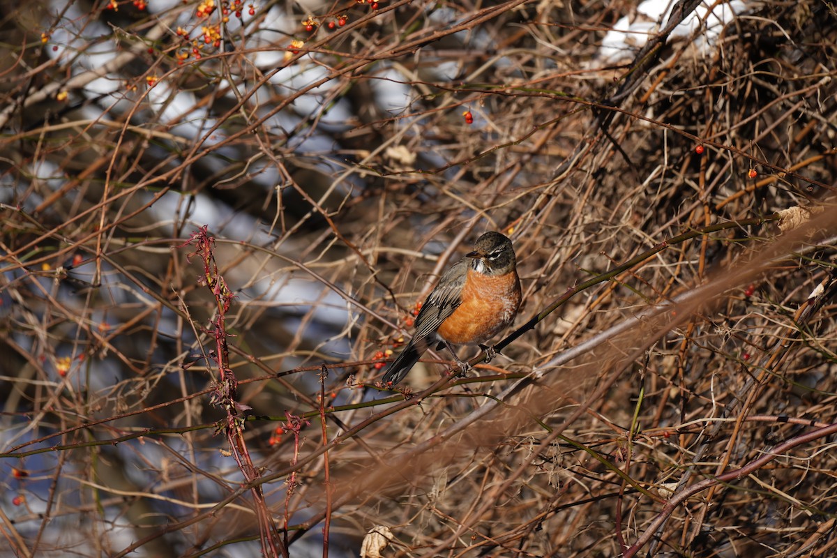 American Robin - ML647034016