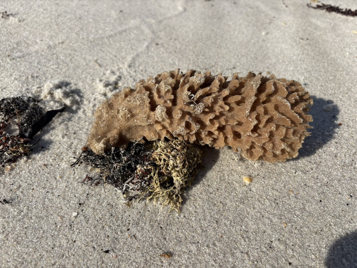 Sponges - ML647034020