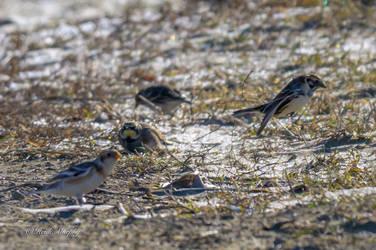 Подорожник лапландський - ML647034024