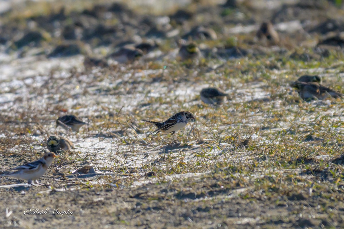 Подорожник лапландський - ML647034025