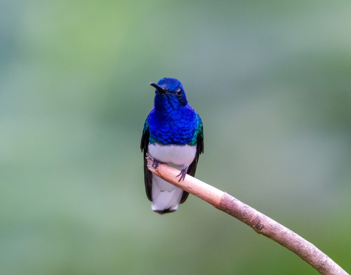 White-necked Jacobin - ML647034027