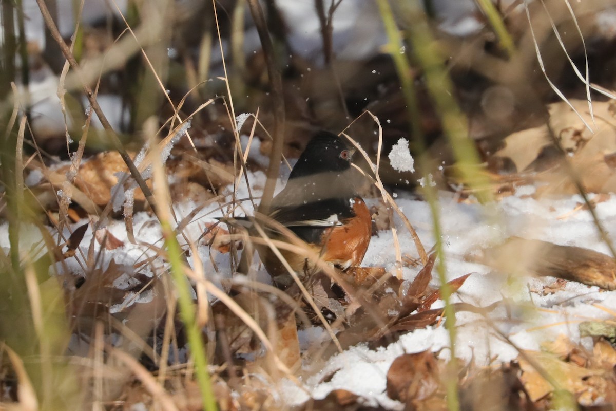 Eastern Towhee (Red-eyed) - Joshua Gant