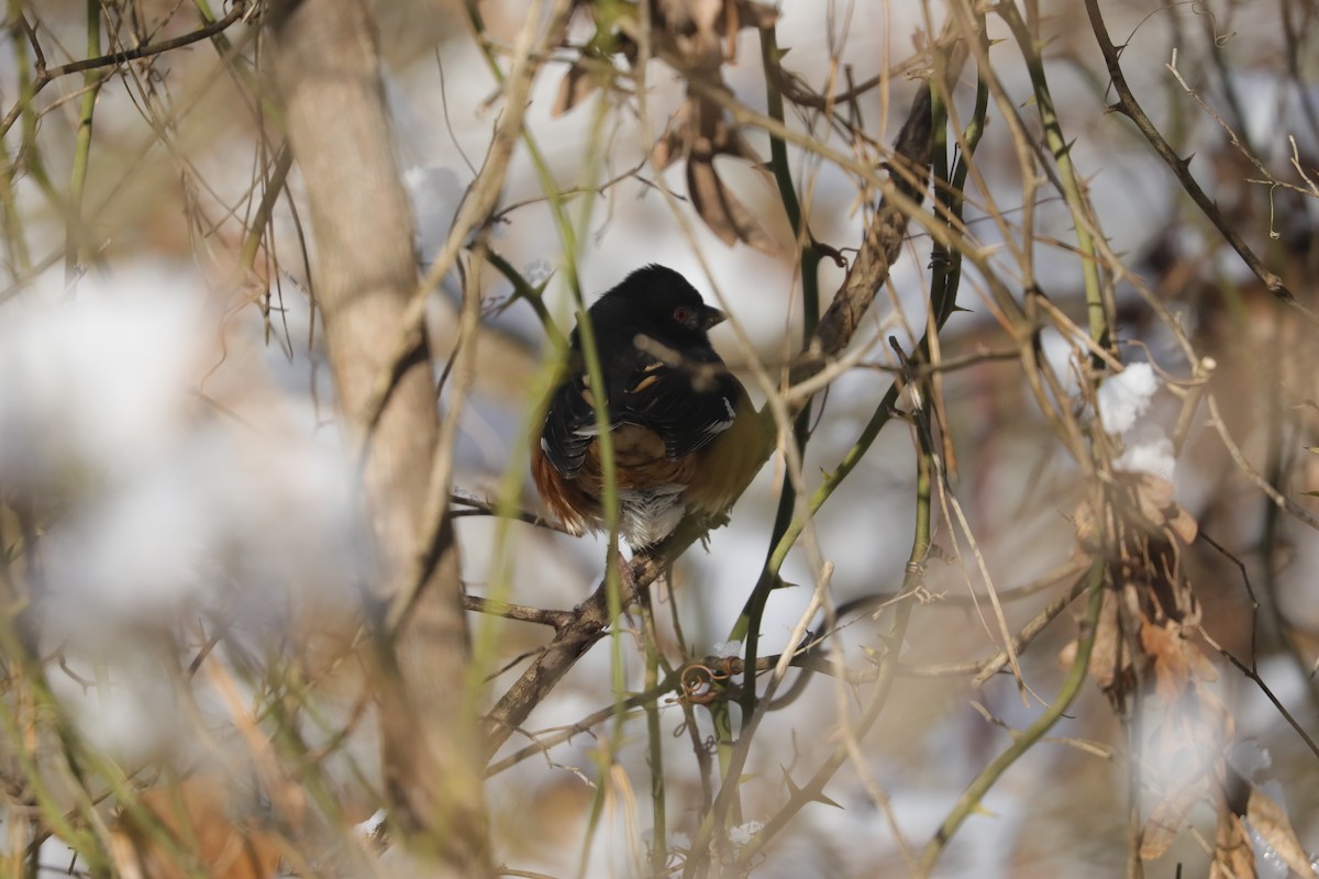 ワキアカトウヒチョウ（erythrophthalmus／canaster） - ML647034031