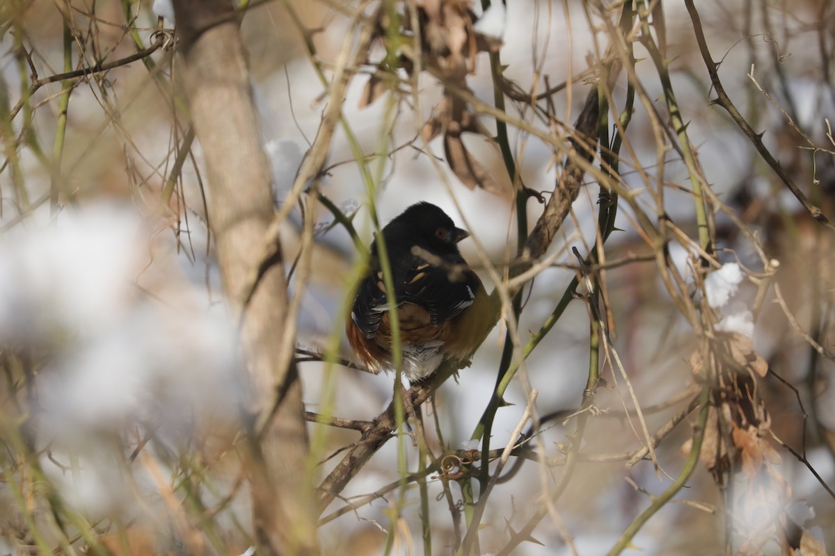 Eastern Towhee (Red-eyed) - ML647034032