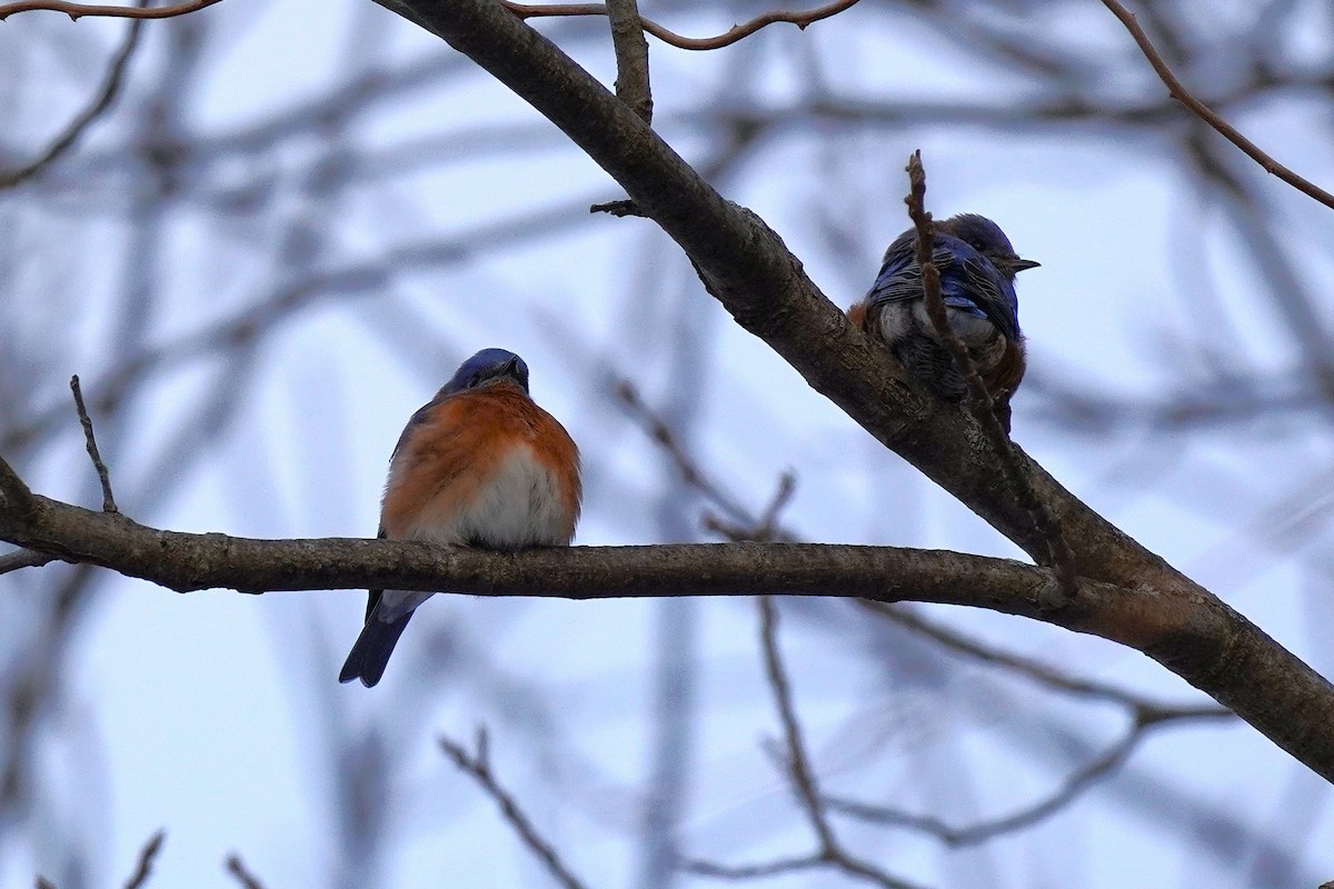 Eastern Bluebird - ML647034035