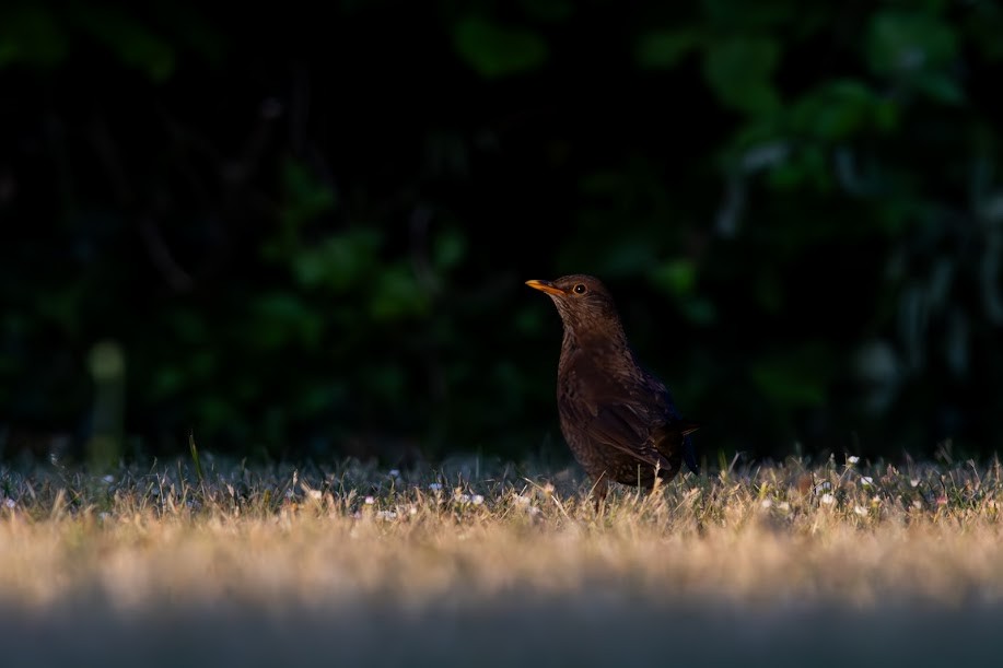 Eurasian Blackbird - ML647034036