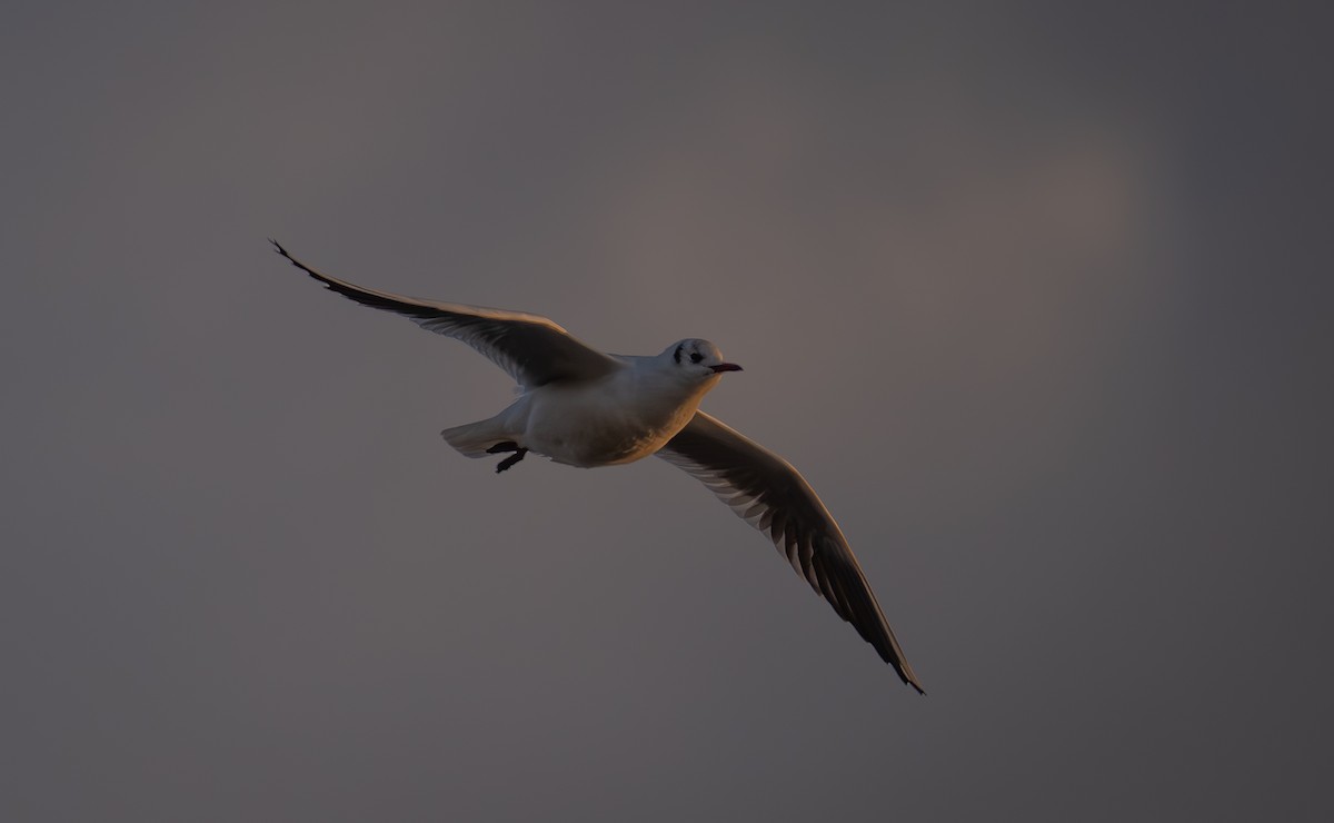 Black-headed Gull - ML647034041