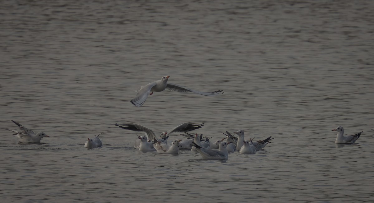 Black-headed Gull - ML647034042