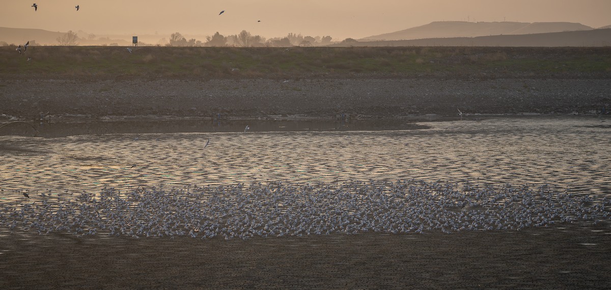 Black-headed Gull - ML647034043