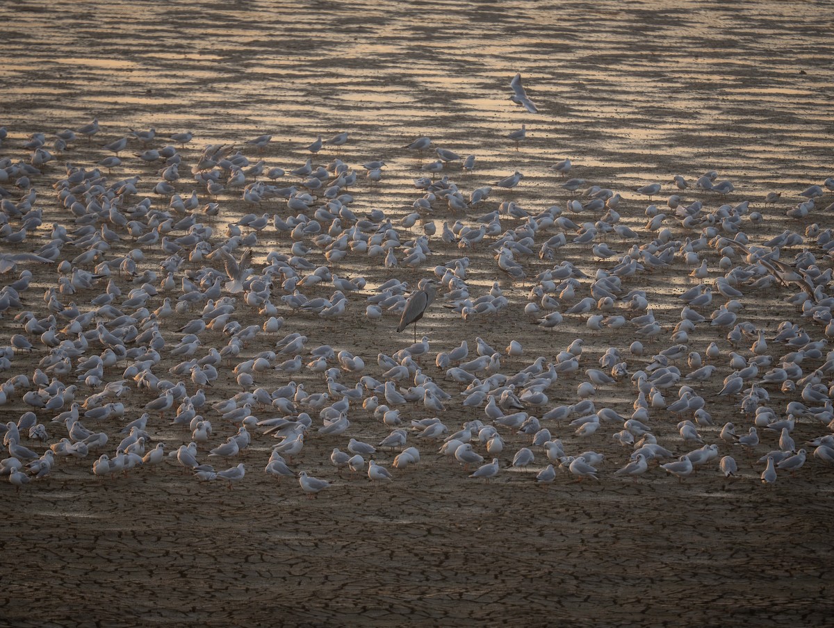 Black-headed Gull - ML647034044